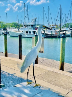 snowy egret gulfport marina florida credit nicolette fontaine
